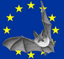 Nuit de la Chauve Souris 2020
